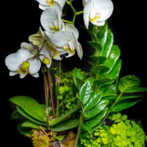 Indoor Landscape with orchids