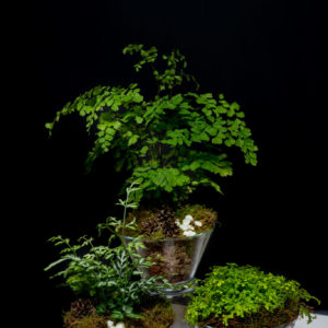 Mixed fern collection