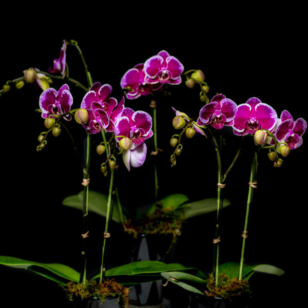Orchid Collection