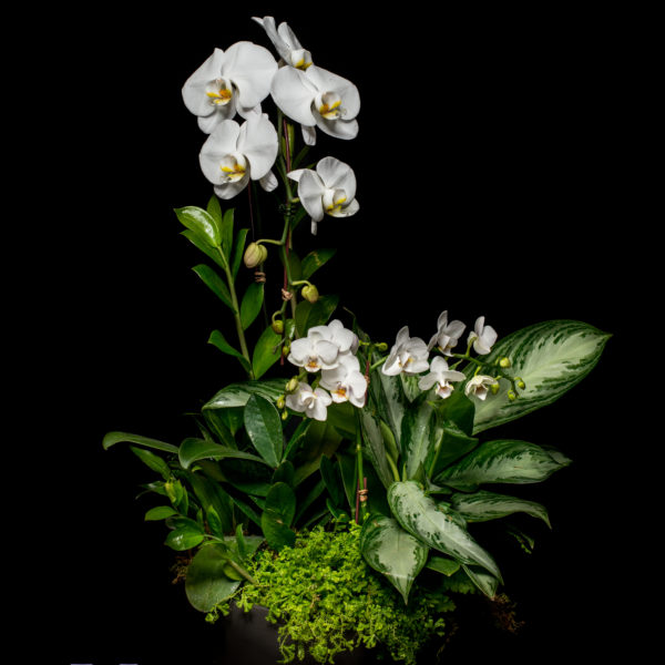 Cascade Orchid Indoor Landscape