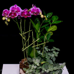 Orchid indoor landscape with layers of moss and gravel