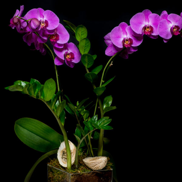 Pink Orchid in glass cube