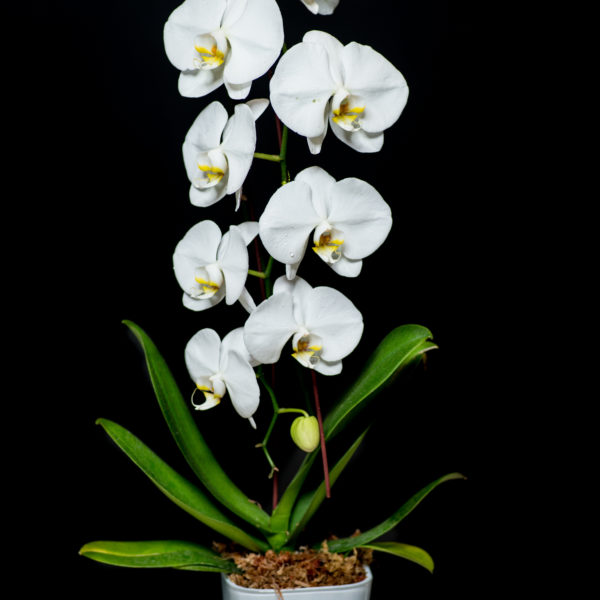 Waterfall Orchid in Glass